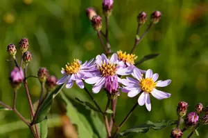 Aster ageratoides 'Harry Schmidt' P9 - afbeelding 2