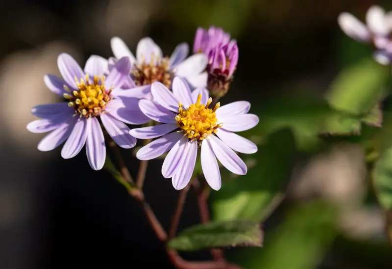 Aster ageratoides 'Harry Schmidt' P9 - afbeelding 2