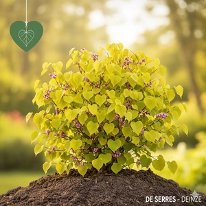 Cercis canadensis 'Hearts of Gold' C12 (80-100)