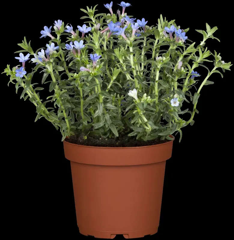 lithodora diff. 'heavenly blue' P9 - afbeelding 4
