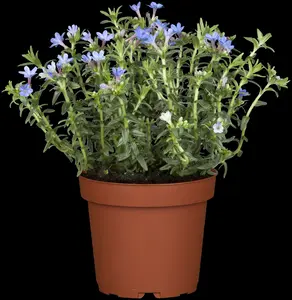 lithodora diff. 'heavenly blue' P9 - afbeelding 4
