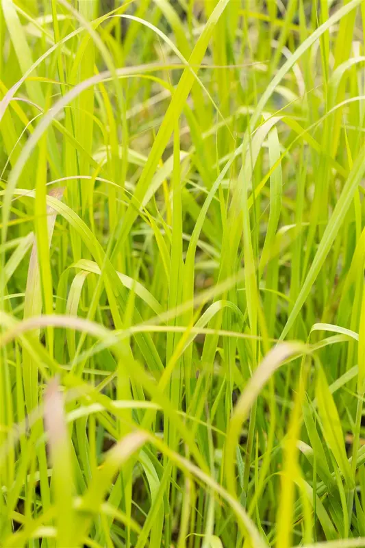panicum virg. 'heavy metal' P9 - afbeelding 5