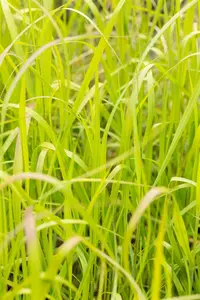 panicum virg. 'heavy metal' P9 - afbeelding 5
