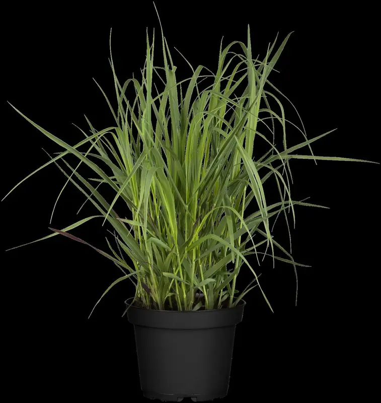 panicum virg. 'heavy metal' P9 - afbeelding 2