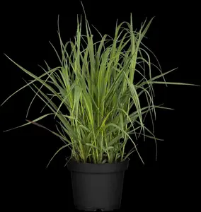 panicum virg. 'heavy metal' P9 - afbeelding 2