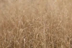 panicum virg. 'heavy metal' P9 - afbeelding 3