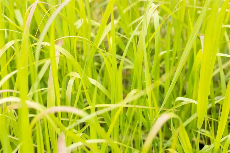 panicum virg. 'heavy metal' P9 - afbeelding 4
