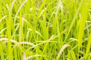 panicum virg. 'heavy metal' P9 - afbeelding 4