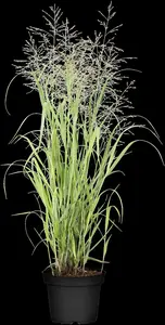 panicum virg. 'heavy metal' P9 - afbeelding 5