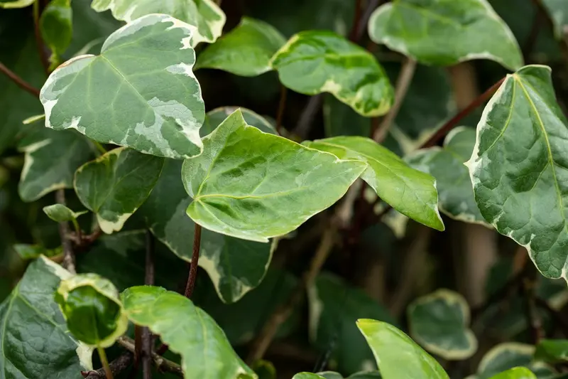 hedera alg. 'gloire de marengo' (175-200 cm) - afbeelding 3