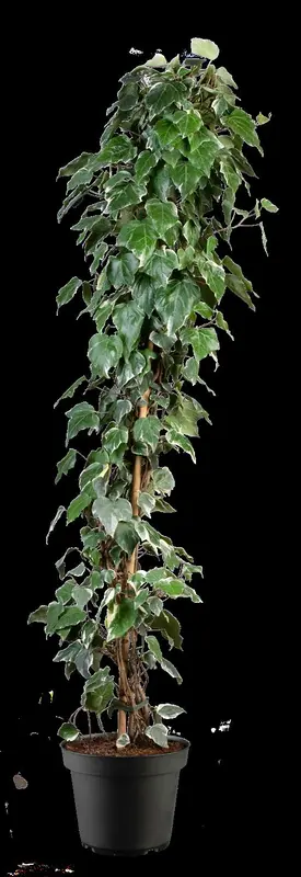 hedera alg. 'gloire de marengo' (175-200 cm) - afbeelding 4