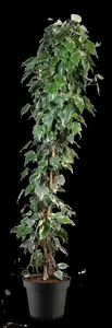 hedera alg. 'gloire de marengo' (175-200 cm) - afbeelding 4