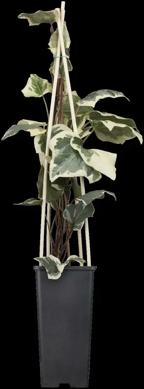 hedera alg. 'gloire de marengo' (175-200 cm) - afbeelding 1
