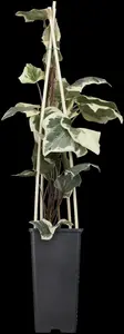 hedera alg. 'gloire de marengo' (175-200 cm) - afbeelding 4
