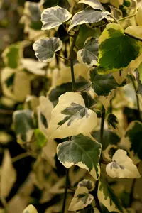 Hedera colch. 'Dentata Variegata' 200-250   C20