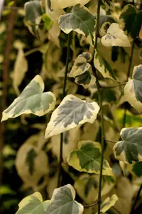Hedera colch. 'Dentata Variegata' 200-250   C20 - afbeelding 2