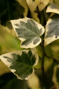 Hedera colch. 'Dentata Variegata' 200-250   C20 - afbeelding 3