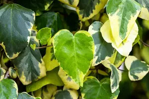 Hedera colch. 'Dentata Variegata' 200-250   C20 - afbeelding 4