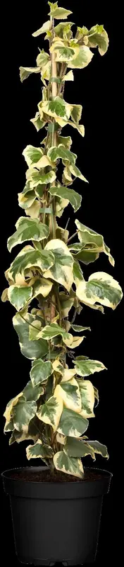 Dentata Variegata - afbeelding 5