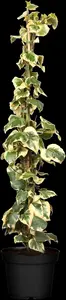 Dentata Variegata - afbeelding 5