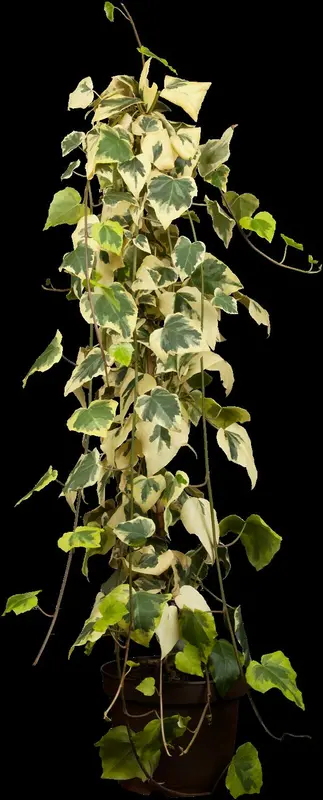 Dentata Variegata - afbeelding 1