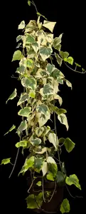 Dentata Variegata - afbeelding 5