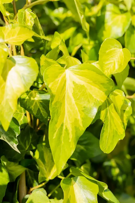 hedera colch. 'sulphur heart' ( 'marm. aurea') (175-200 cm) - afbeelding 3