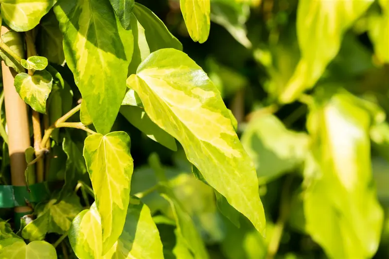 hedera colch. 'sulphur heart' ( 'marm. aurea') (175-200 cm) - afbeelding 2