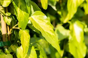 hedera colch. 'sulphur heart' ( 'marm. aurea') (175-200 cm) - afbeelding 2