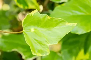 hedera colch. 'sulphur heart' ( 'marm. aurea') (175-200 cm) - afbeelding 4
