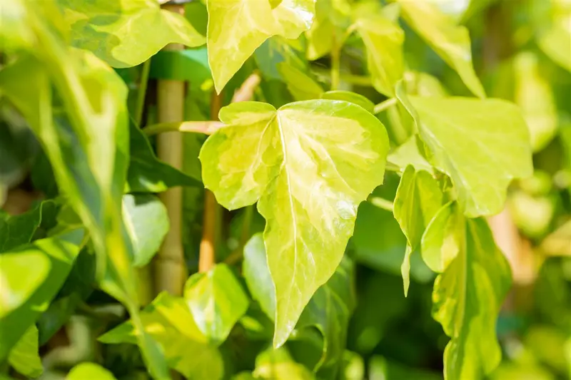 hedera colch. 'sulphur heart' ( 'marm. aurea') (175-200 cm) - afbeelding 5