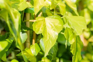 hedera colch. 'sulphur heart' ( 'marm. aurea') (175-200 cm) - afbeelding 5