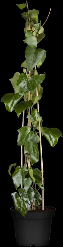hedera colch. 'sulphur heart' ( 'marm. aurea') (175-200 cm) - afbeelding 1