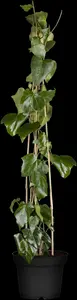 hedera colch. 'sulphur heart' ( 'marm. aurea') (175-200 cm) - afbeelding 5