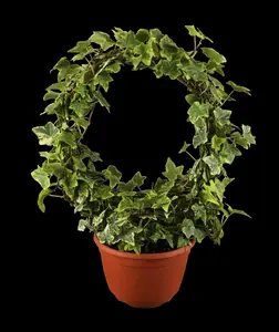 hedera helix (175-200 cm) - afbeelding 5