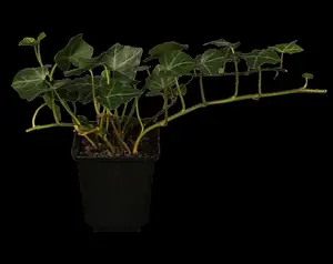 hedera helix (175-200 cm) - afbeelding 5