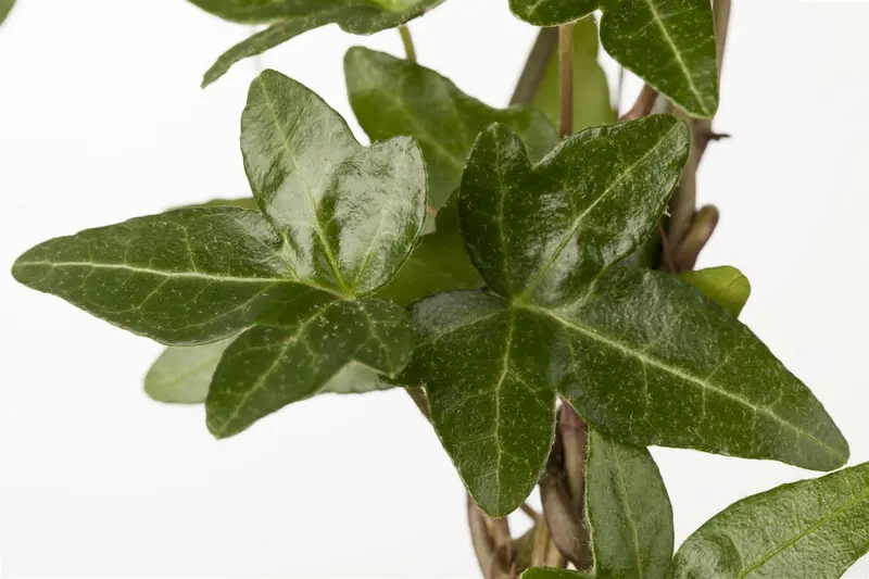 Hedera helix 50- 60 C - afbeelding 2