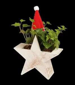 hedera helix (60- 80cm) - afbeelding 4