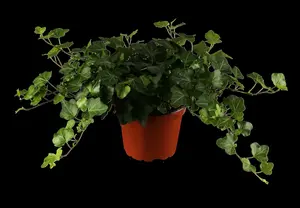 hedera helix (60- 80cm) - afbeelding 2