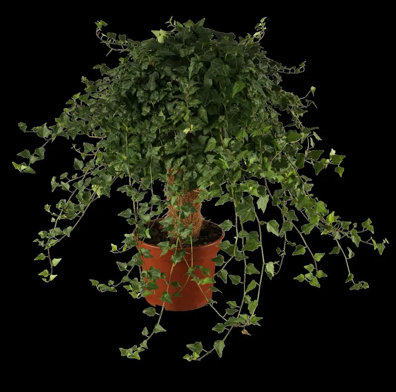 hedera helix (60- 80cm) - afbeelding 3