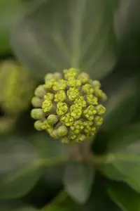Arborescens - afbeelding 2