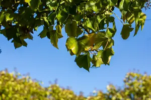 Arborescens - afbeelding 2