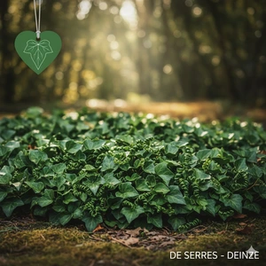 Hedera helix 'Ivalace' P9