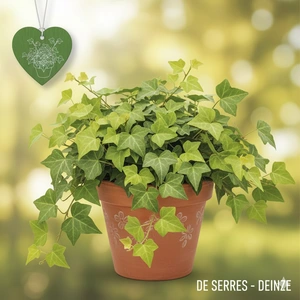 hedera helix 'jacobine'-p13 jacobine 6/206 vdbe