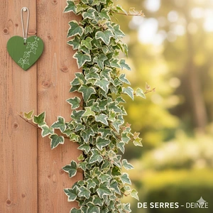 Hedera helix 'Marginata Elegantissima' C10 (175-200)