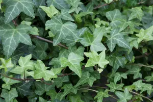 Hedera helix 'Woerner' 150- +    C