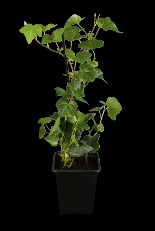 hedera hibernica (100-+cm) - afbeelding 1