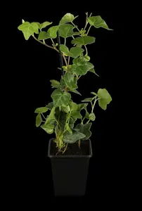hedera hibernica (100-+cm) - afbeelding 5