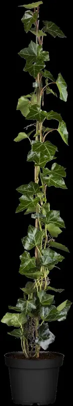hedera hibernica (100-+cm) - afbeelding 5