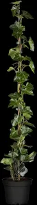 hedera hibernica (100-+cm) - afbeelding 5